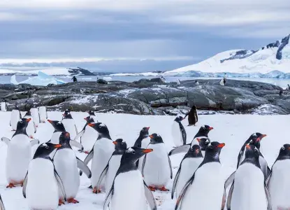 Colony of Gentoo Penguins in snow covered Antarctica) 