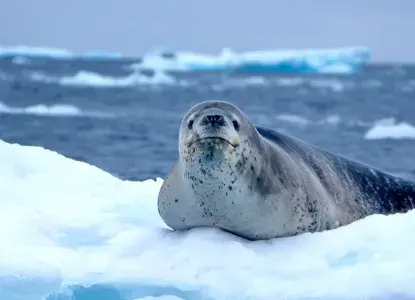 Leopard Seal & Sheathbill bird on iceberg in Antarctica) 
