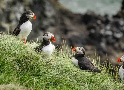 Puffins in Látrabjarg, Iceland ) 