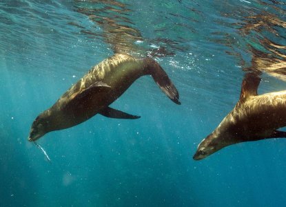 Sea lions underwater in the Galapagos Islands) 