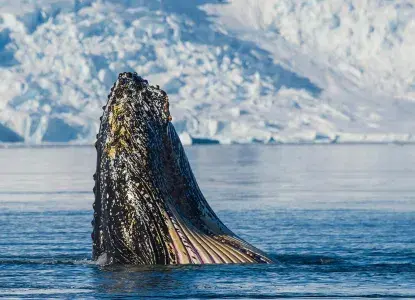 Humpback Whale breaching waters in Antarctica ) 