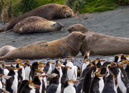 Maquarie Island rockhopper penguins and elephant seals) 