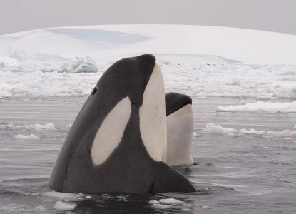 Orca in ice Antarctica) 