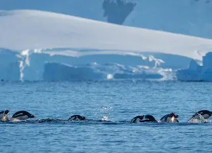 Think polar & south america think chimu 