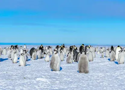 Emperor Penguin colony with baby chicks in the Ross Sea, Antarctica ) 