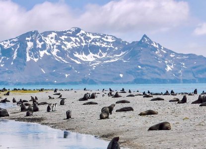  South-georgia-seals 