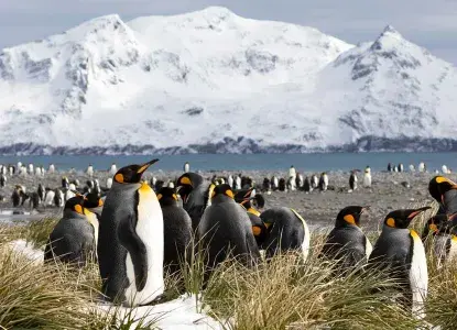 King Penguin colony on South Georgia Island in snowy grass tussocks) 