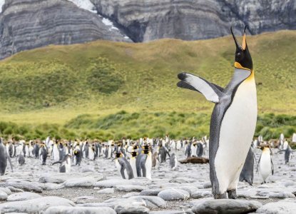 Penguins in South Georgia, Antarctica) 