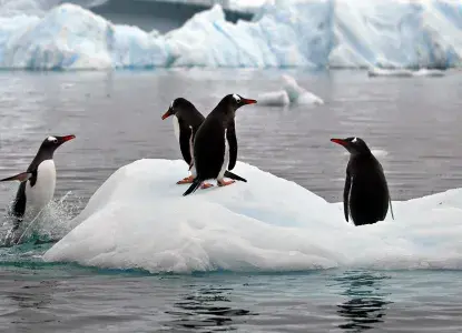 Group of Gentoo Penguins hopping onto small ice sheet in Antarctica) 