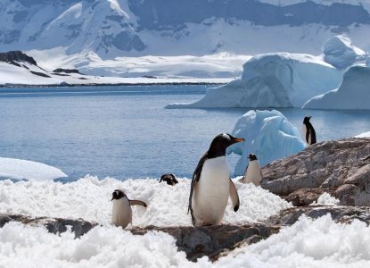 Small group of Gentoo penguins on snowy ground with Antarctic scenery behind them) 