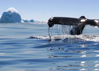 Whale tail up close with icebergs in the background in Antarctica) 