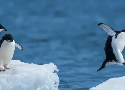 Think polar & south america think chimu 