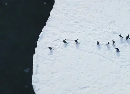 Aerial view of Gentoo penguin's diving into Antarctic waters) 