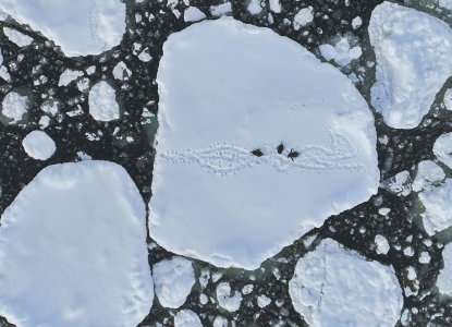 Gentoo penguin group on ice in Antarctica aerial view) 