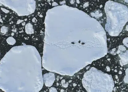 Gentoo penguin group on ice in Antarctica aerial view) 