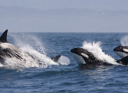 Orca pod surfacing in Antarctic waters) 