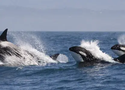 Orca pod surfacing in Antarctic waters) 