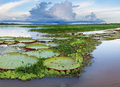 Victoria Amazonica in Peru's Pacaya Samiria National Reserve ) 