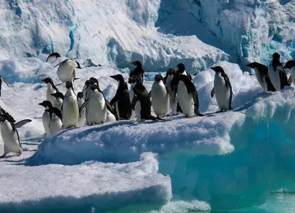 Penguins on ice in Antarctica) 