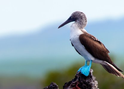 Galapagos Islands Blue-Footed Booby sitting on rock) 