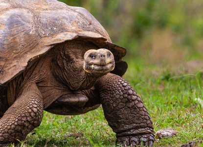 Galapagos Islands Tortoise walking across green grass) 