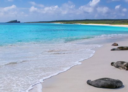 Sea lions lounging on the beach) 