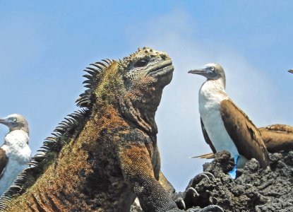 Marine Iguana and Boobies, Galapagos Islands) 