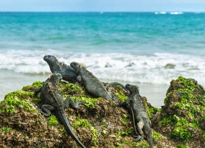 sea lion in the Galapagos Islands 