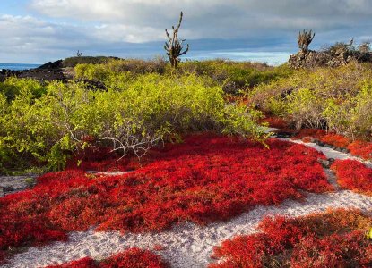 Sesuvium "Red Ice Plant" in dry season on Floreana Island in Galapagos) 