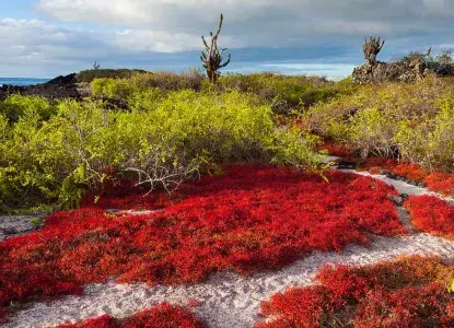 Sesuvium "Red Ice Plant" in dry season on Floreana Island in Galapagos) 