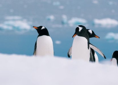 How Much Does It Cost to Visit Antarctica from the USA?
