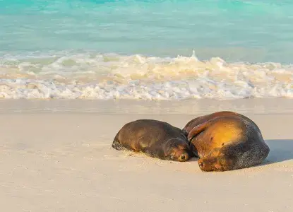 Galapagos Islands Sea Lions on beach) 