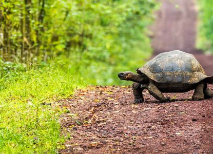Tortoise crossing dirt road in the Galapagos) 