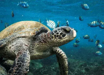 Galapagos Islands sea turtle and fish) 