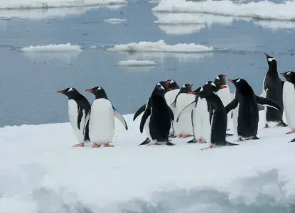  Gentoo-Penguins-Iceberg-hero.jpg 