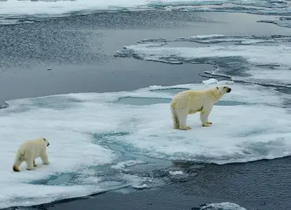  Polar-bear-icefloe-with-cub-HERO.jpg 