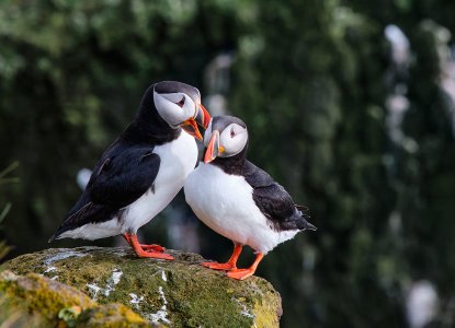 Puffins on the Latrabjarg cliffs, Iceland) 
