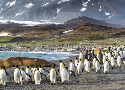 Elephant Seals laying on a pebble beach on South Georgia Island surrounded by King Penguins) 