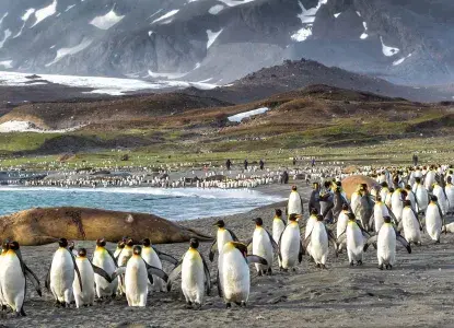 Elephant Seals laying on a pebble beach on South Georgia Island surrounded by King Penguins) 