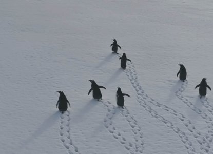 How to Prepare for an Antarctic Cruise How to Prepare for an Antarctic Cruise