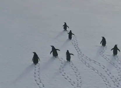 How to Prepare for an Antarctic Cruise