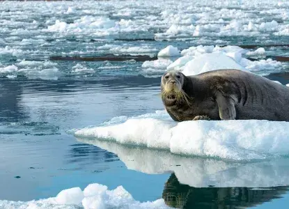Arctic bearded seal on sea ice ) 