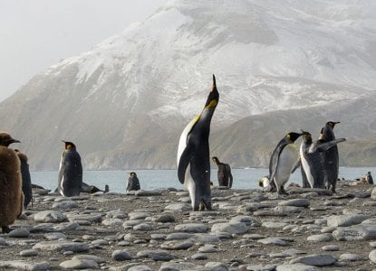 King Penguin colony in the fog in South Georgia, Antarctica ) 