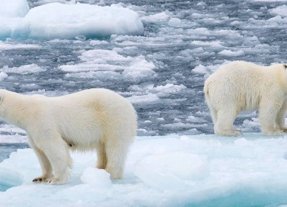 two polar bears on the sea ice) 