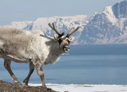 Reindeer on a rocky hill in Arctic Svalbard with bay and mountains in background) 
