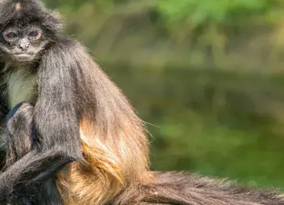 Wildlife of the Panama Canal