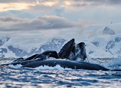  Humpback-whales.jpg 