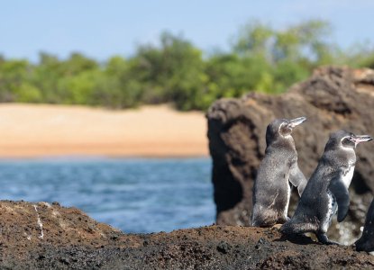 Galapagos Penguins on Santiago Island) 