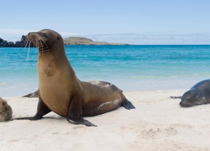 Sea Lion on Espanola Island) 