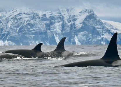  Tromso-fjord-orca-pod-hero_G_CA_NWP_IC_SV 